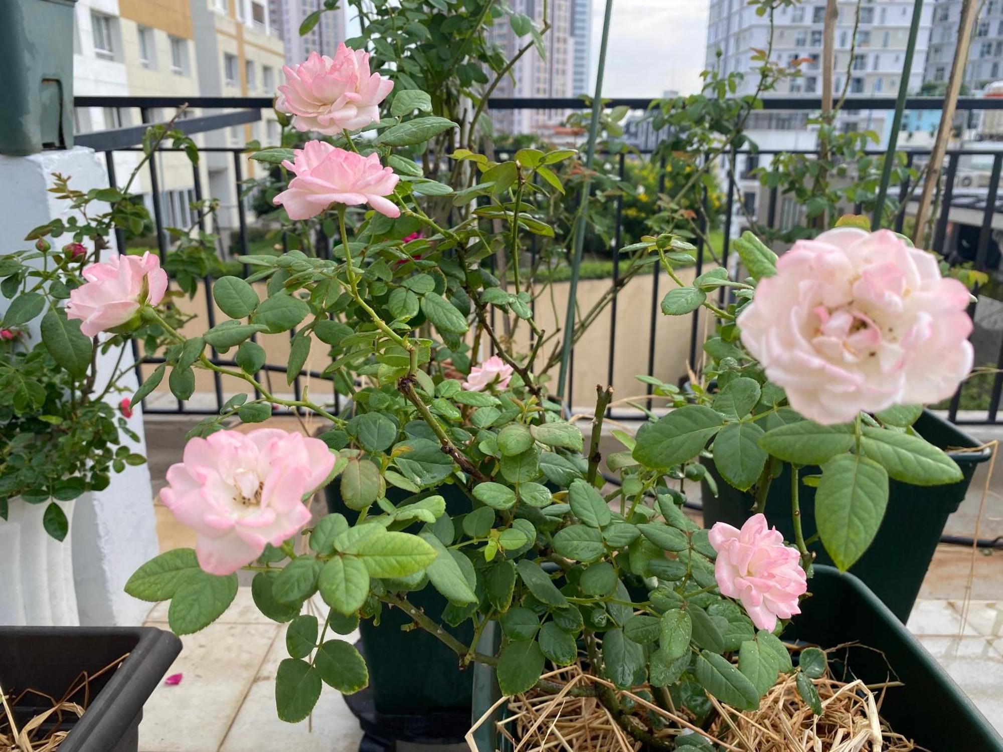 Homey Apartment ホーチミン市 エクステリア 写真